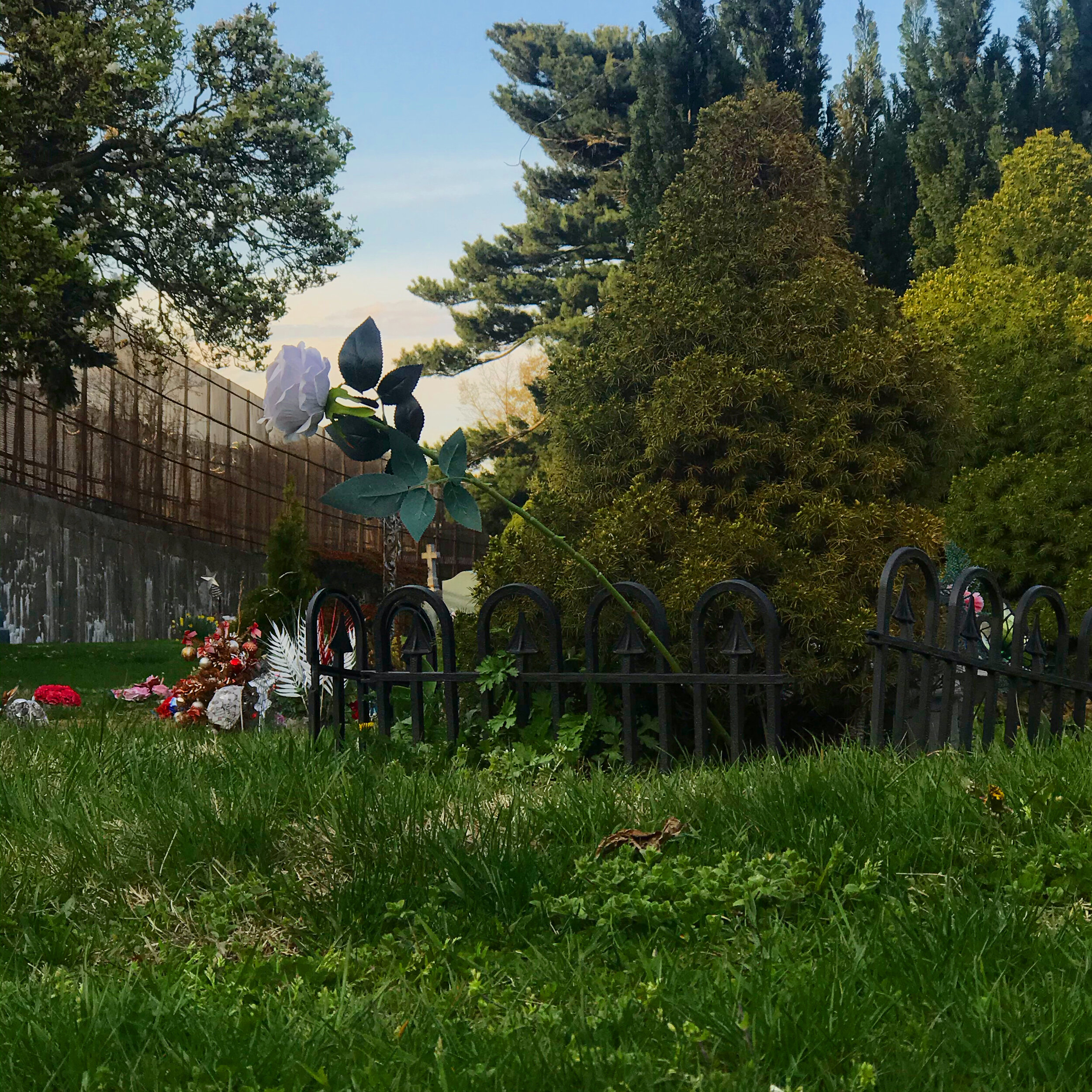 cemetery. bushwick, brooklyn. april 2020